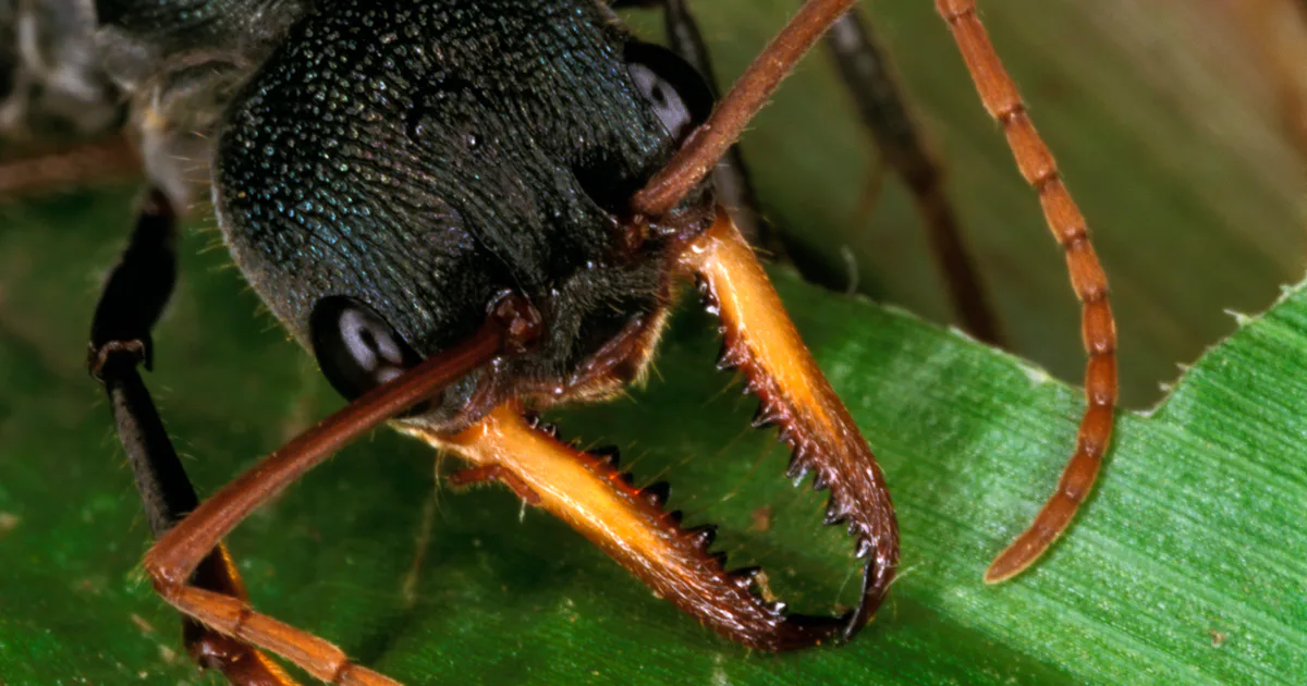 6 bugs more metal than the “murder hornet