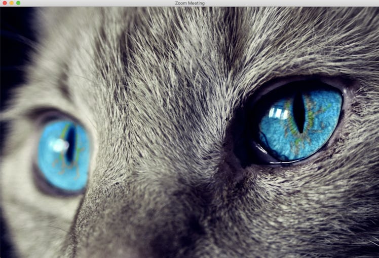 These cat Zoom backgrounds will bring some cuteness to your next meeting.