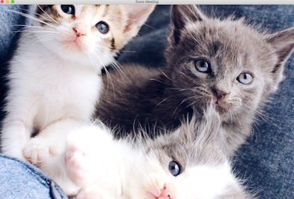 16 Cat Zoom Backgrounds That Are Purrfect For Your Next Video Chat 16 Cat Zoom Backgrounds That Are Purrfect For Your Next Video Chat