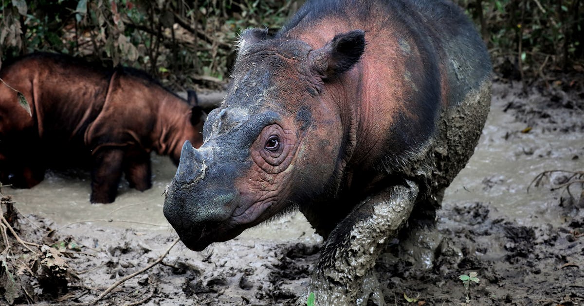 Ecologists reveal how to save 515 animals on the brink of extinction