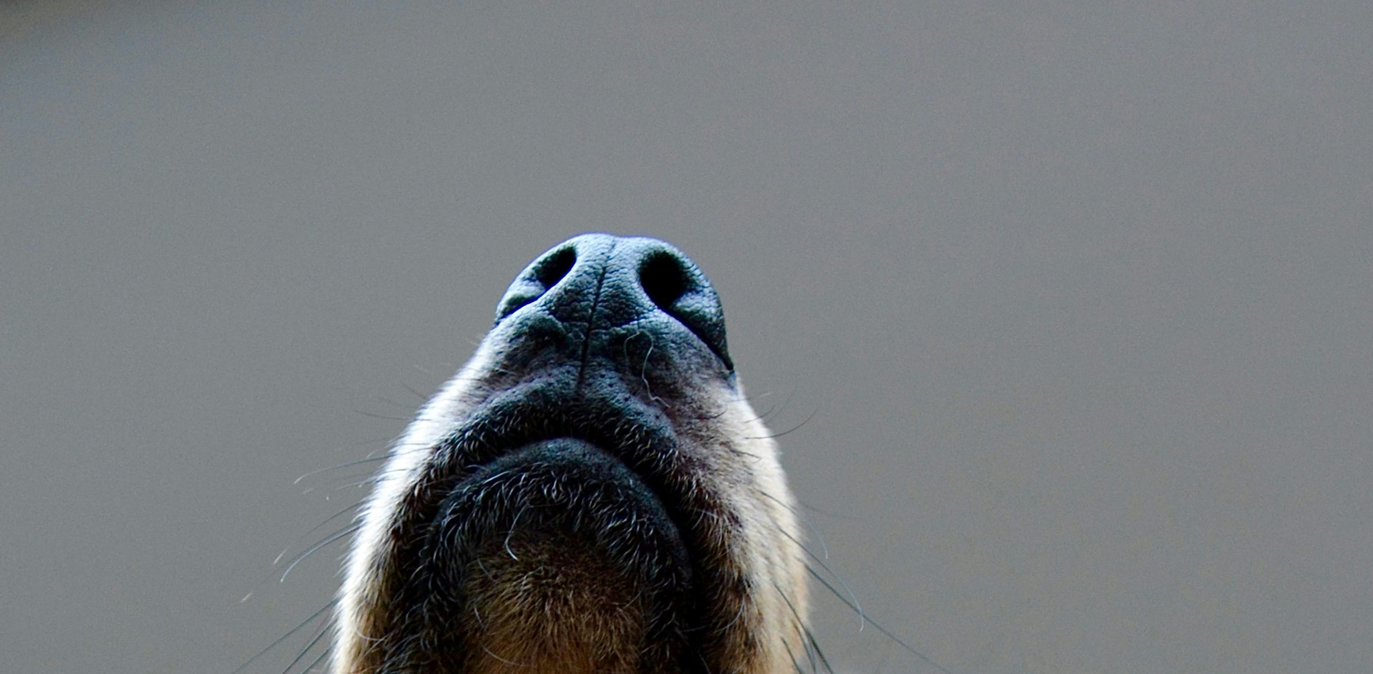 Can dogs sniff out Covid19? Scientists think so