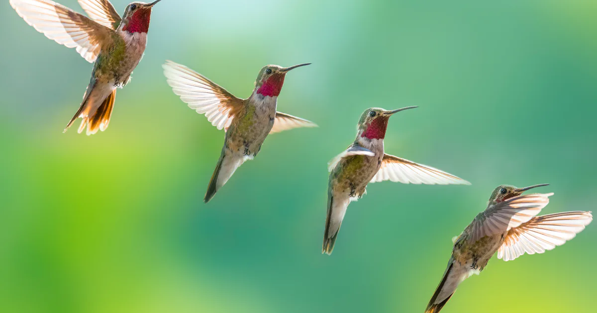 Wild hummingbirds can see colors that humans can't — study