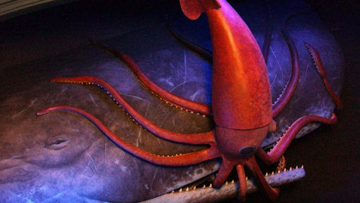 First photo evidence of shark vs. squid fight helps explain an age-old myth