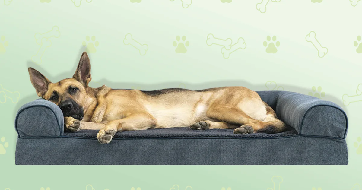 Calming Aids For Dogs With Anxiety Caused By New Pets photo