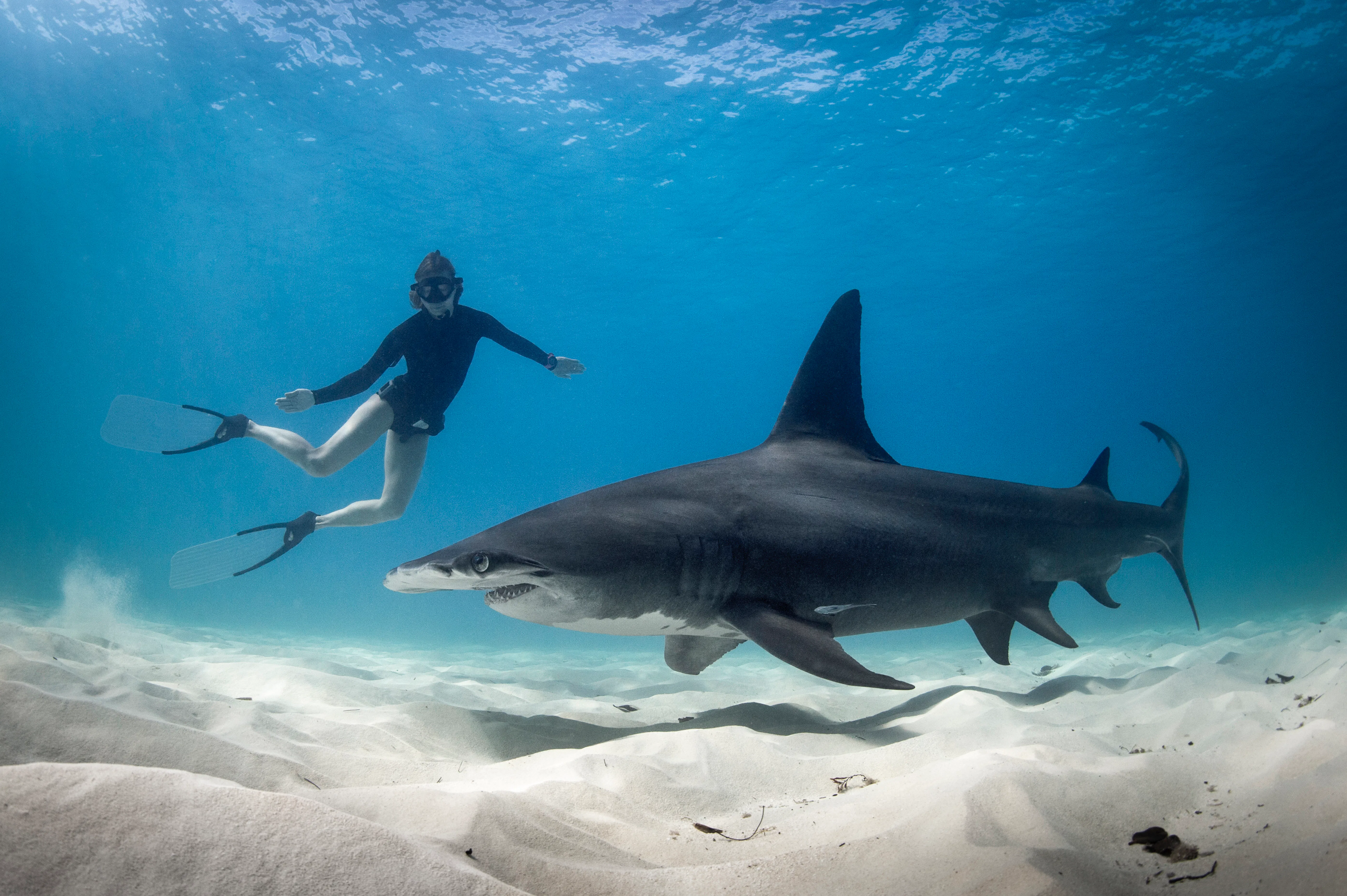 Sharks