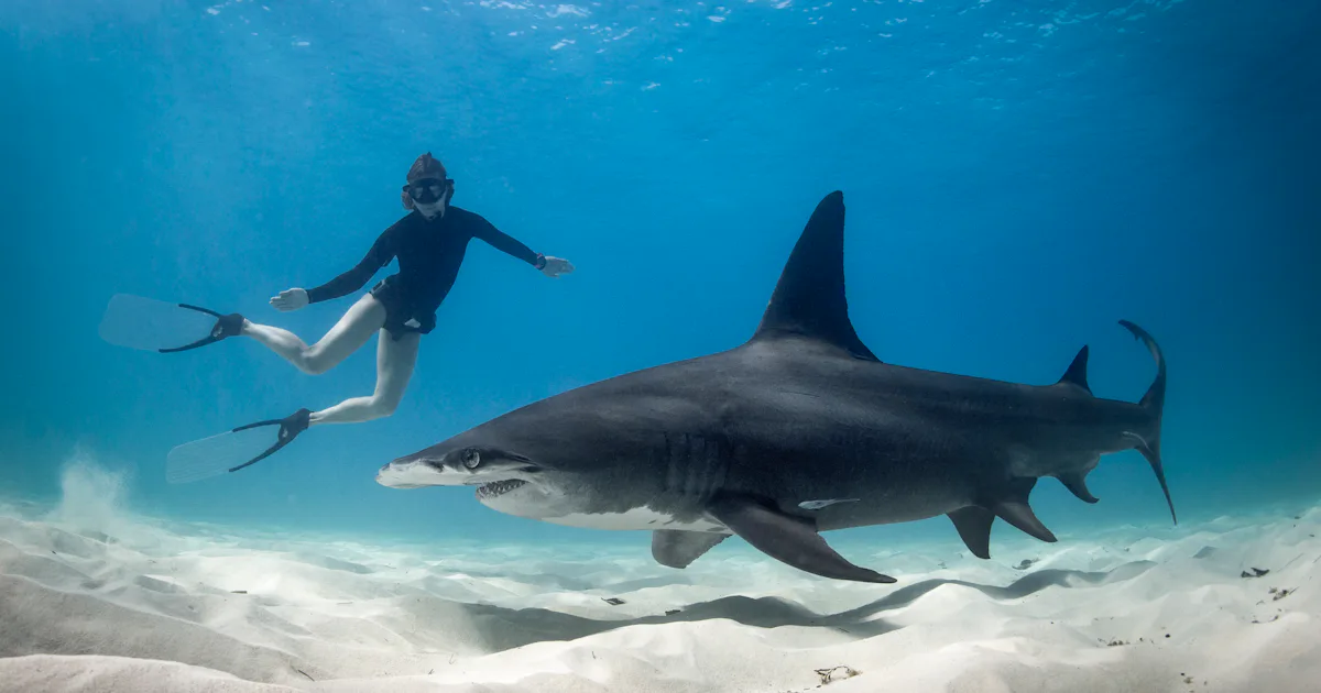Sharks