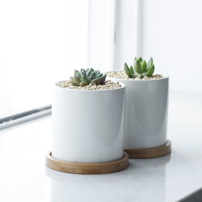 Greenaholics Succulent Plant Pots (Set of 2)