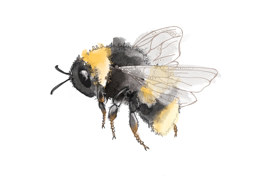 Biohacking nature with Brood IX, bumblebees