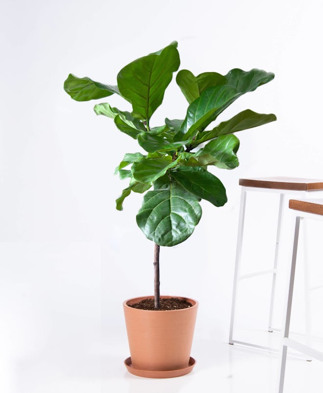 Fiddle Leaf Fig