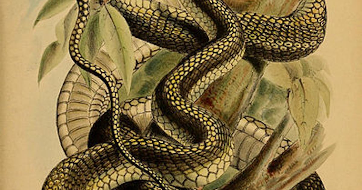 Study reveals why flying snakes can glide through the air