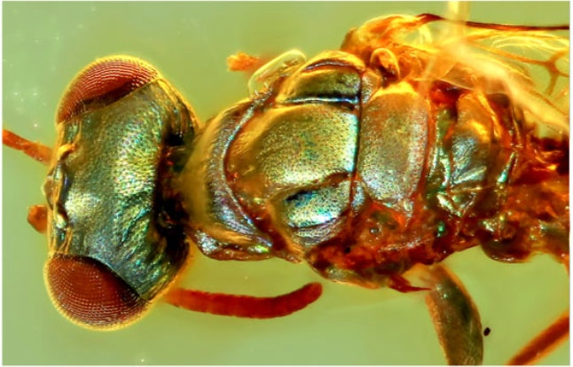 9-year-old 'bug expert' discovers and captures super-rare pink