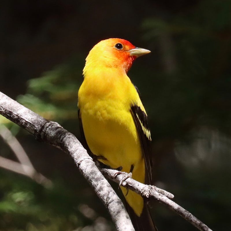 A Western Tanager standing on a tree branch