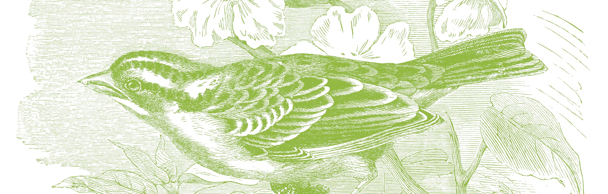 Driven By Female Taste Bird Song Remix Spreads Across North America Driven By Female Taste Bird Song Remix Spreads Across North America