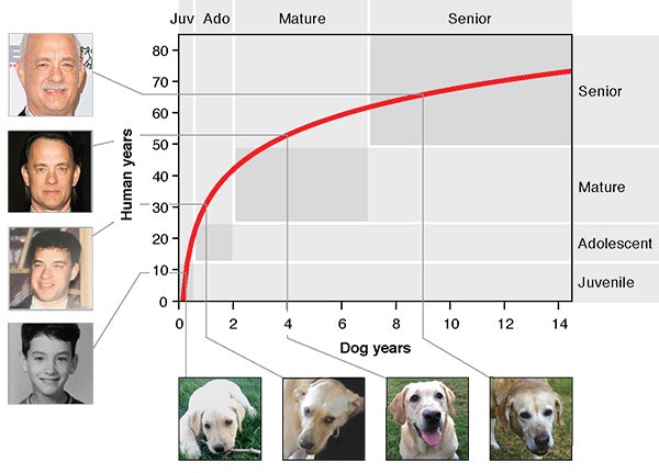 1 year dog in human years