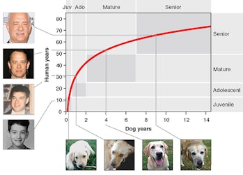 Learn How Old Is Your Dog In Human Years Dog Years To Human Years