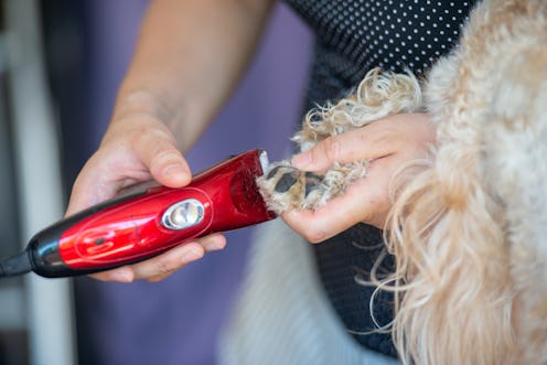 best dog grooming clippers