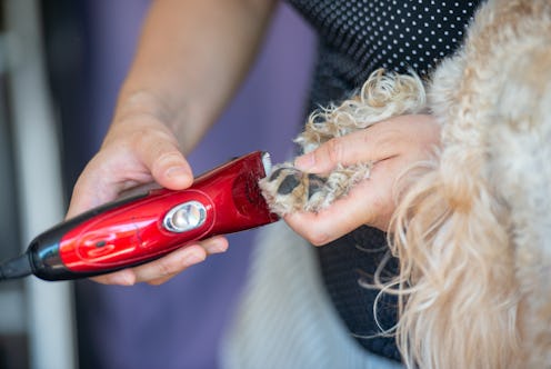 best dog grooming clippers