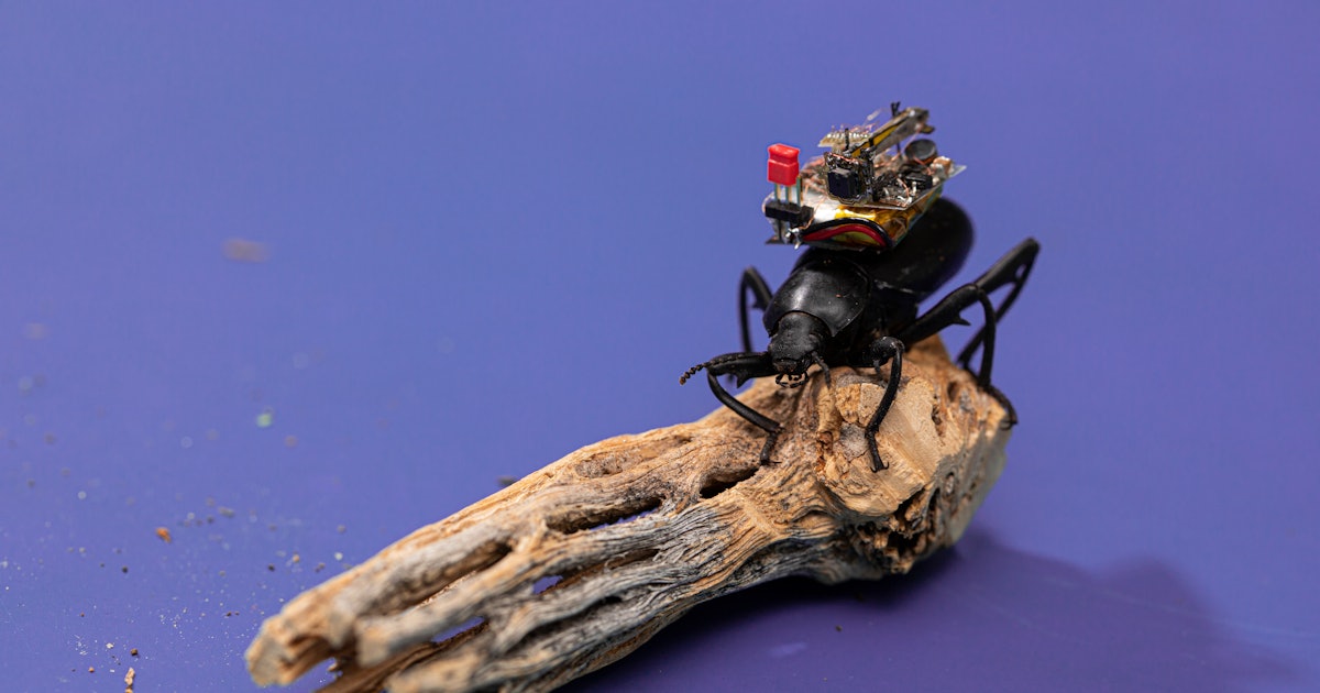 Super small cameras will create insect spies for farmers