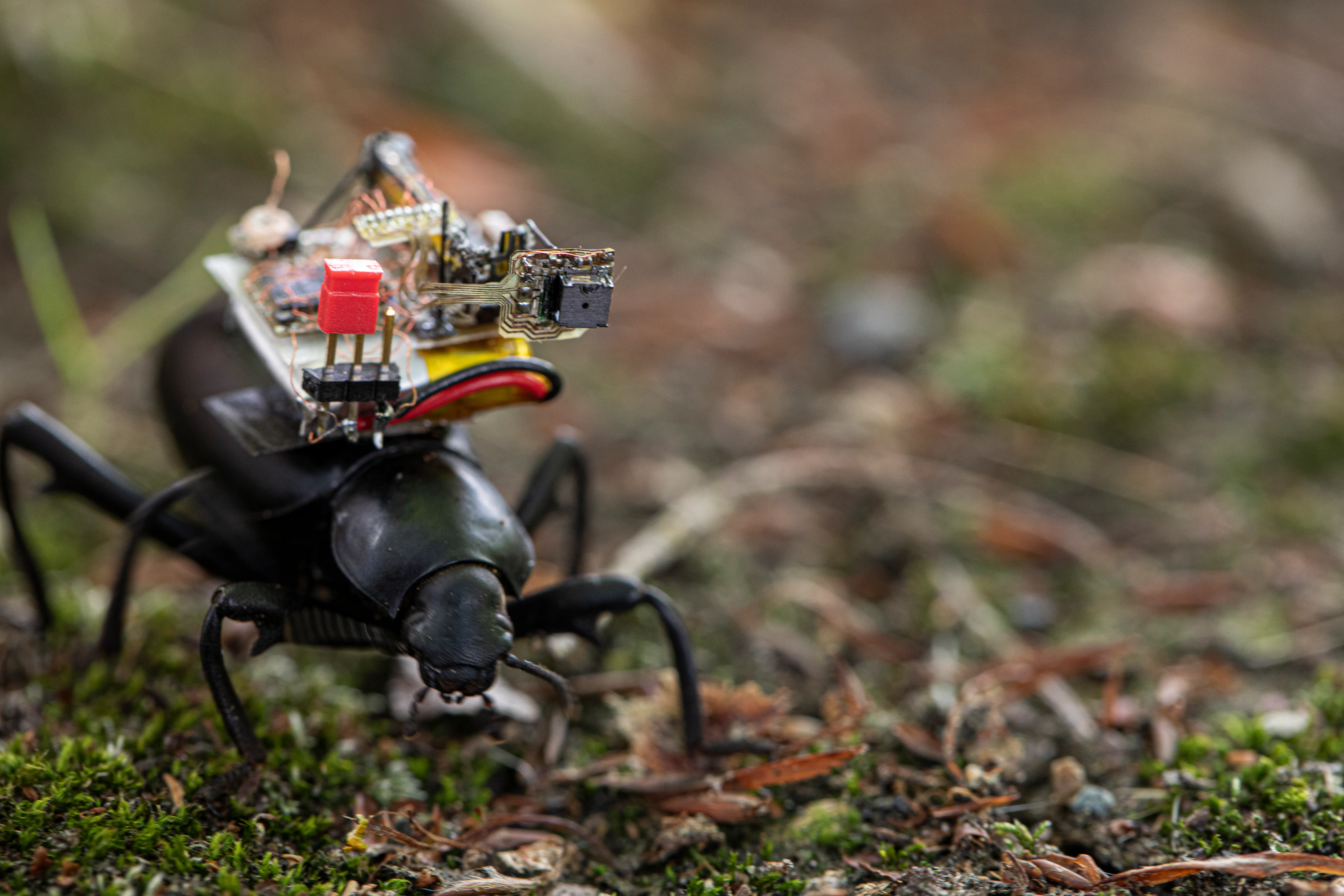 Super small cameras will create insect spies for farmers