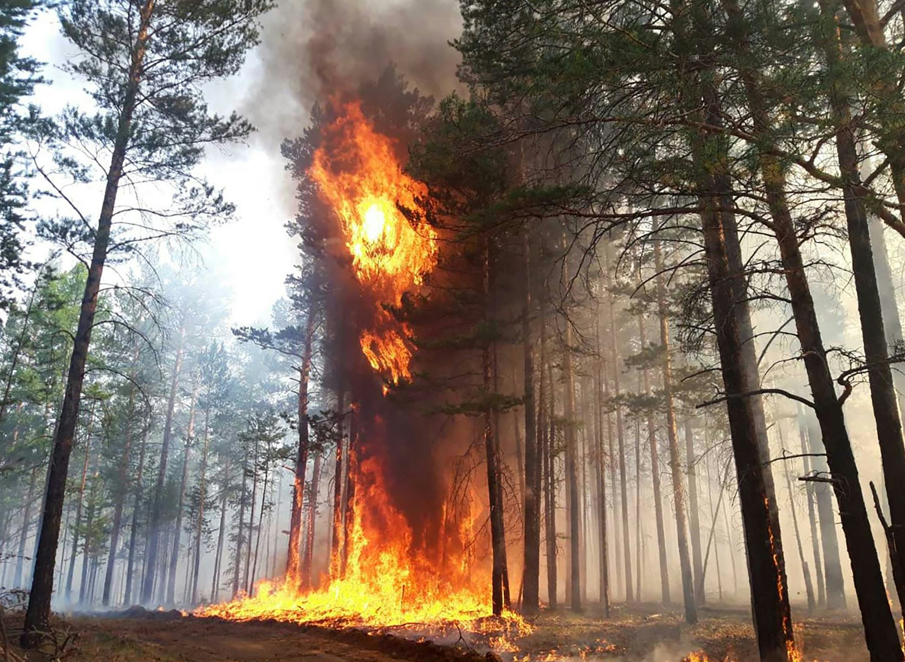 Лесными пожарами пожар представляет. Пожар леса. Пожары в лесах. Лес в огне. Возгорание в лесу.