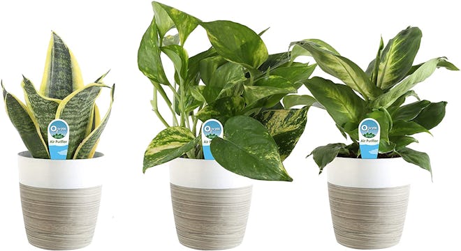 Costa Farms Clean Air Planter