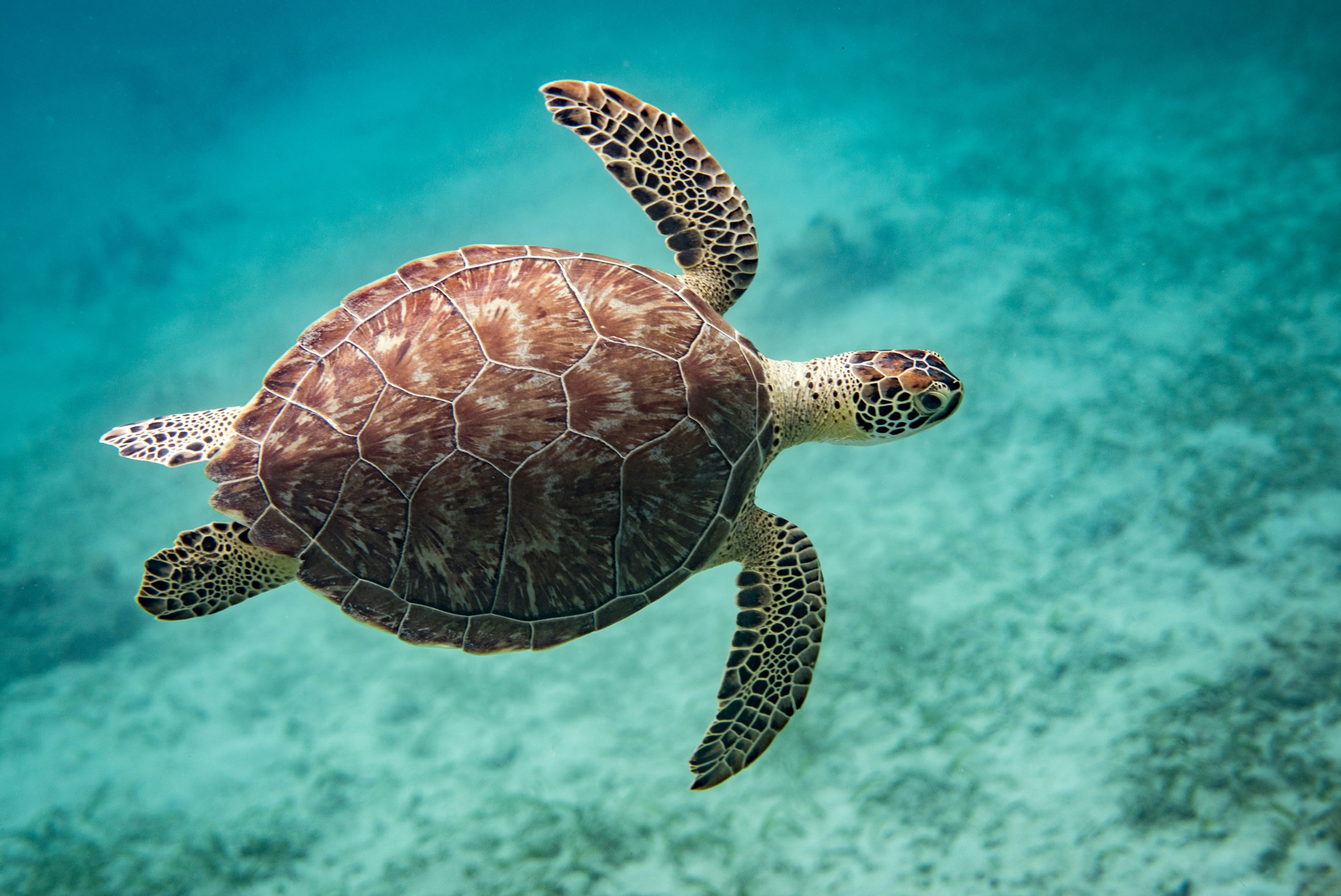 Study serves an unprecedented look at how sea turtles make 500mile
