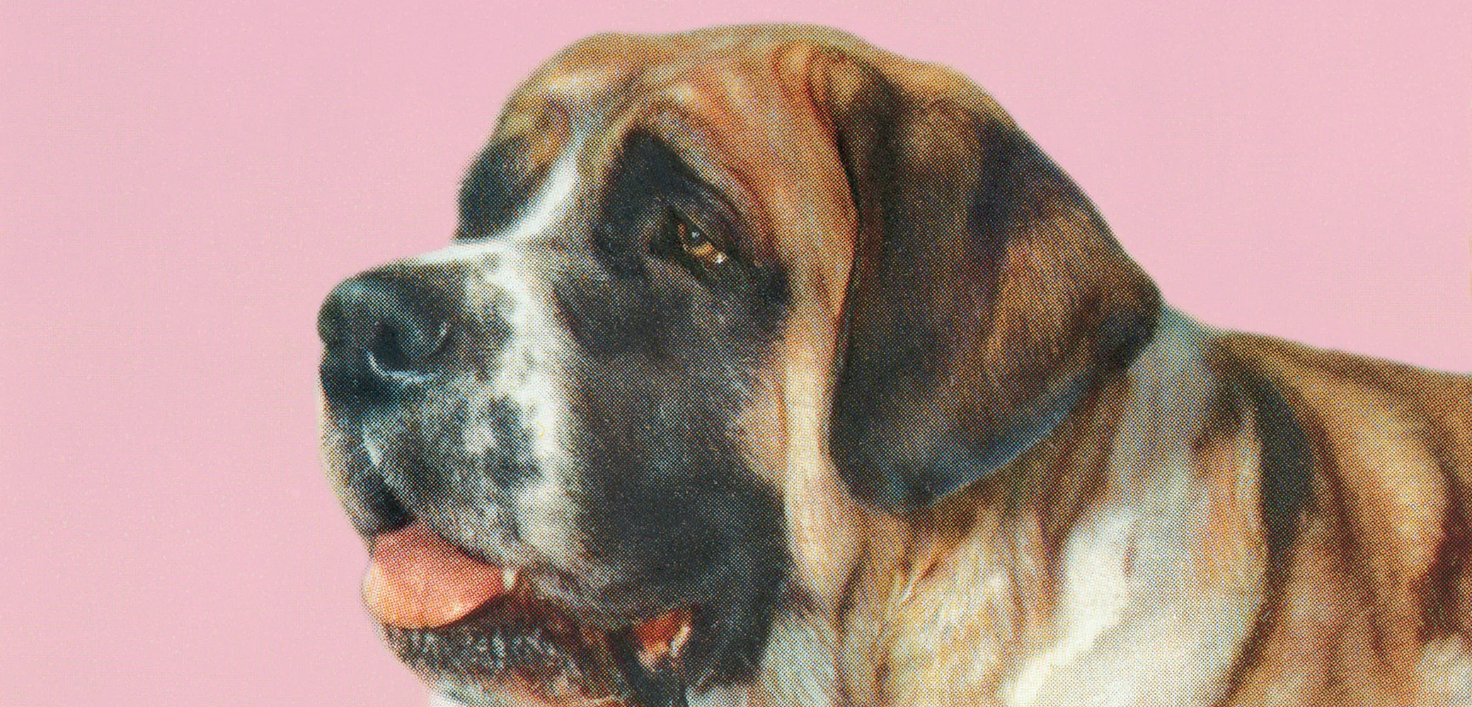 How Old Are Dogs In Human Years Study Upends 7 year Rule how-old-are-dogs-in-human-years-study-upends-7-year-rule