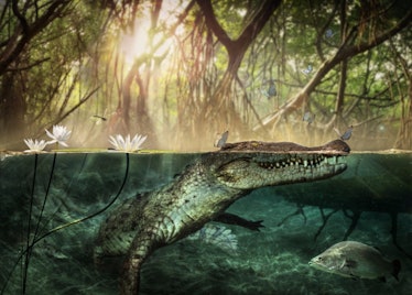 ancient crocodile partially submerged in water