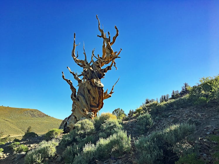 Ancient bristlecone pine tree in California's White Mountains