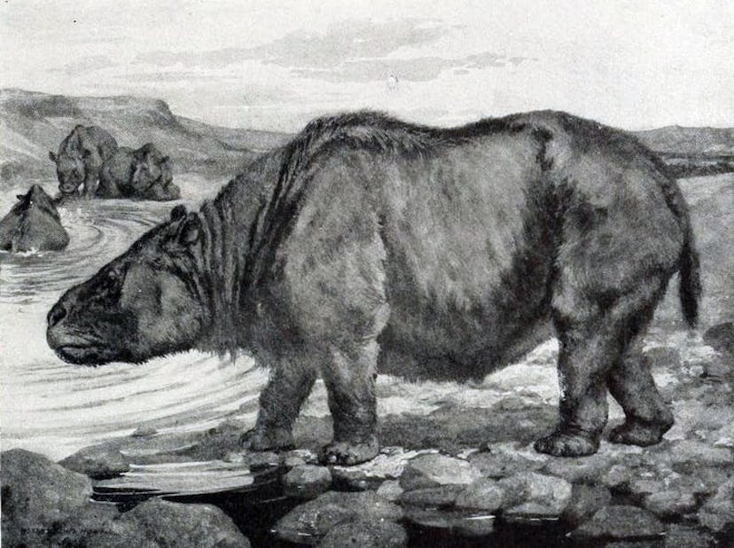 Megaherbivores like the toxodon were the avocado’s best friend.