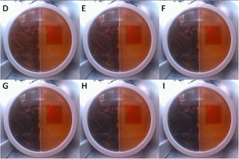 Pictures of six Petri dishes containing a radiation-resistant mold.