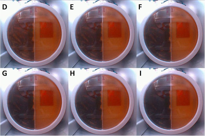 Pictures of six Petri dishes containing a radiation-resistant mold.