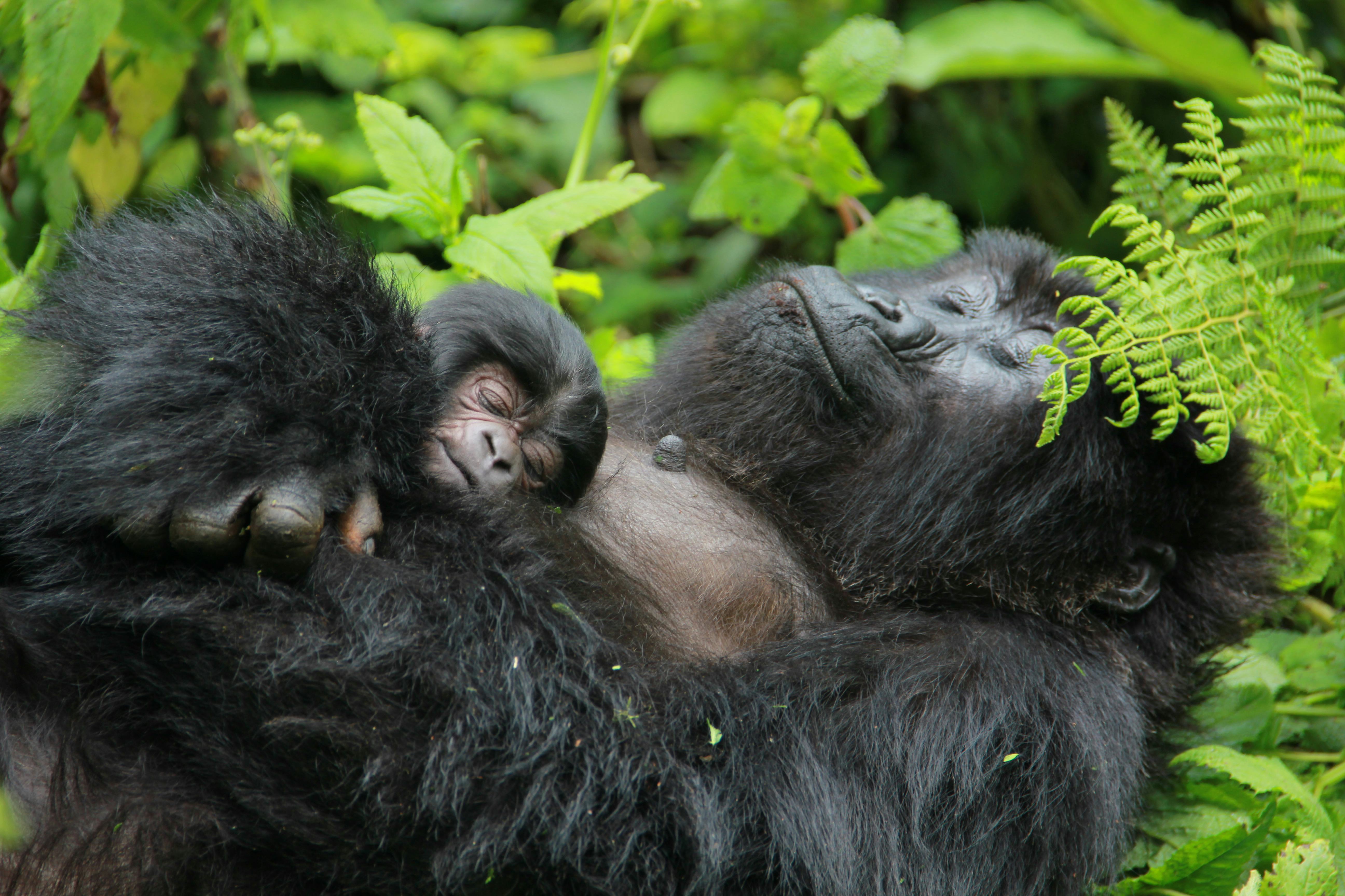 Gorilla cliques mirror human relationships in 1 very relatable way