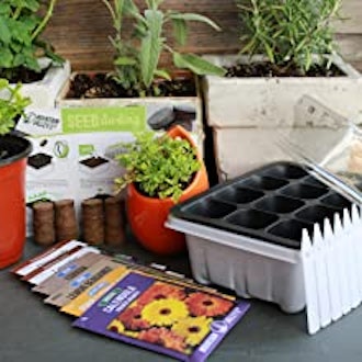Mountain Valley Seed Company Herbal Tea Starter Kit
