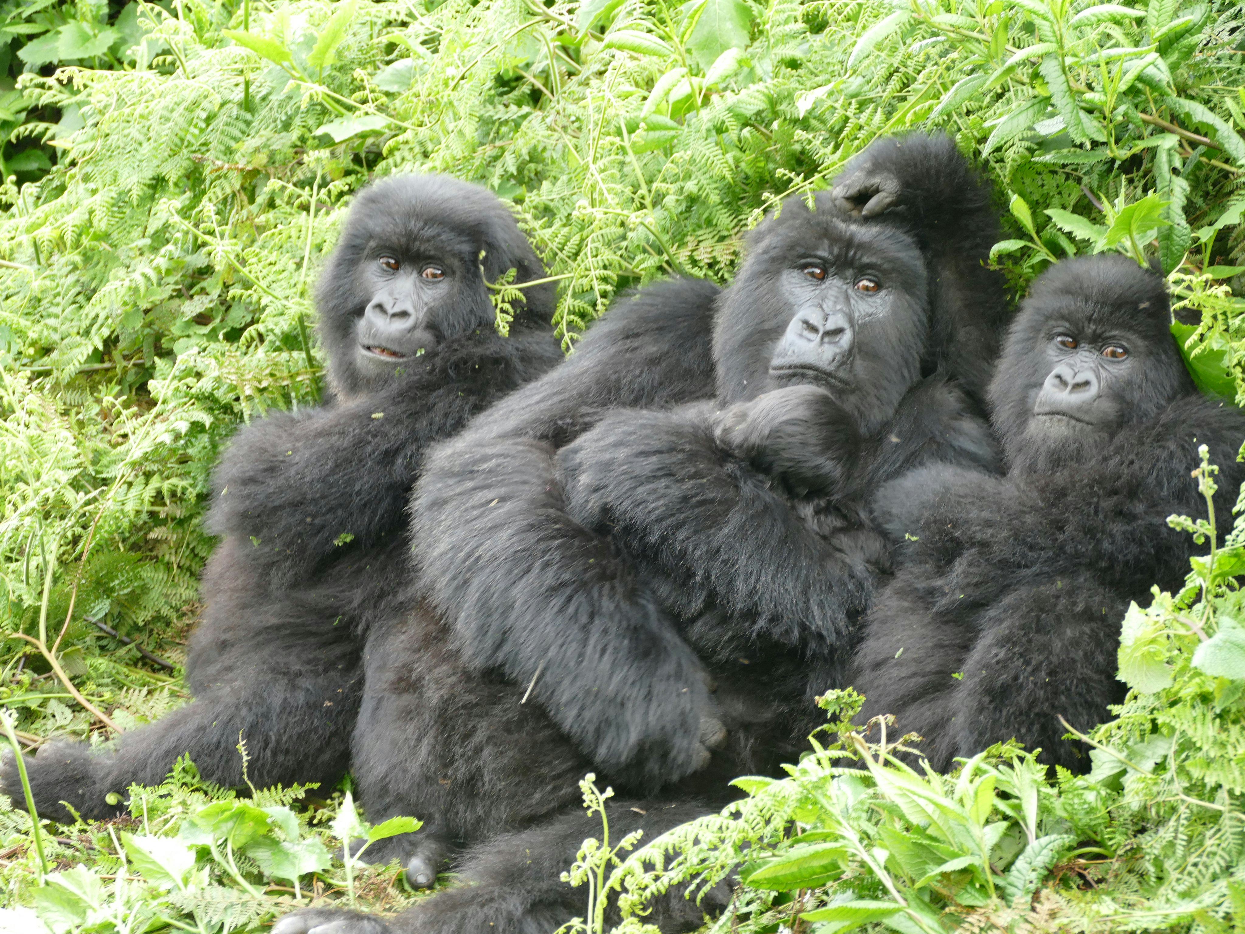 Gorilla cliques mirror human relationships in 1 very relatable way