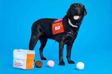 Here's where to get BARK x Dunkin' dog toys