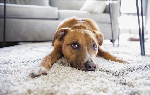 best rugs for dogs