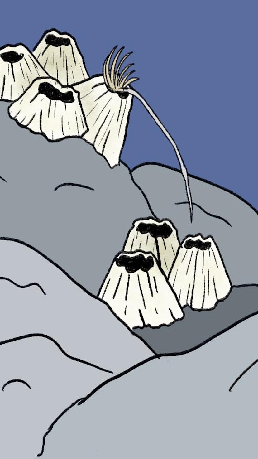 5 weird mating rituals of the animal kingdom