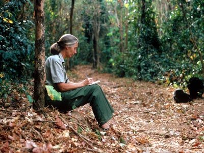 Scientist Jane Goodall studies the behavior of a chimpanzee during her research February 15, 1987 in...