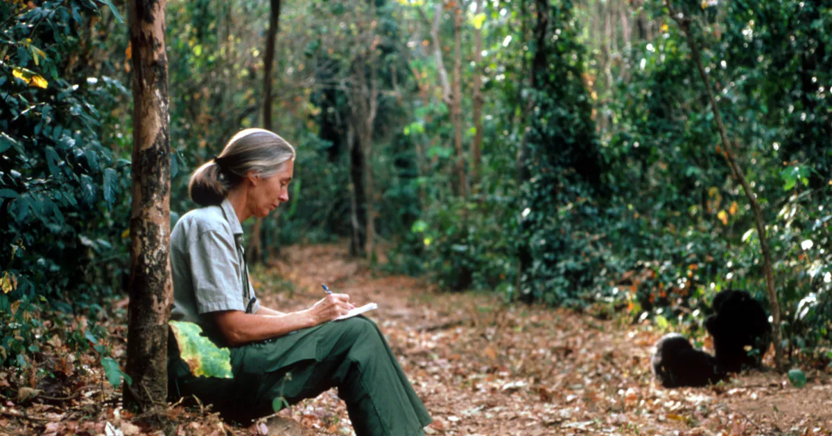 An Interview With Jane Goodall An interview with jane goodall