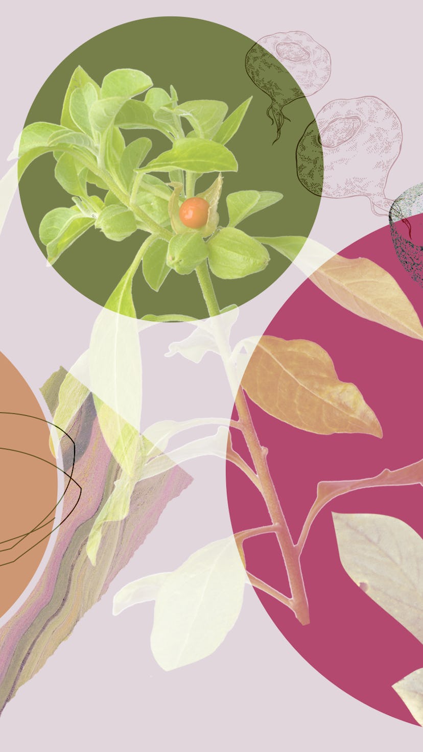 A collage with adaptogens suggested by experts