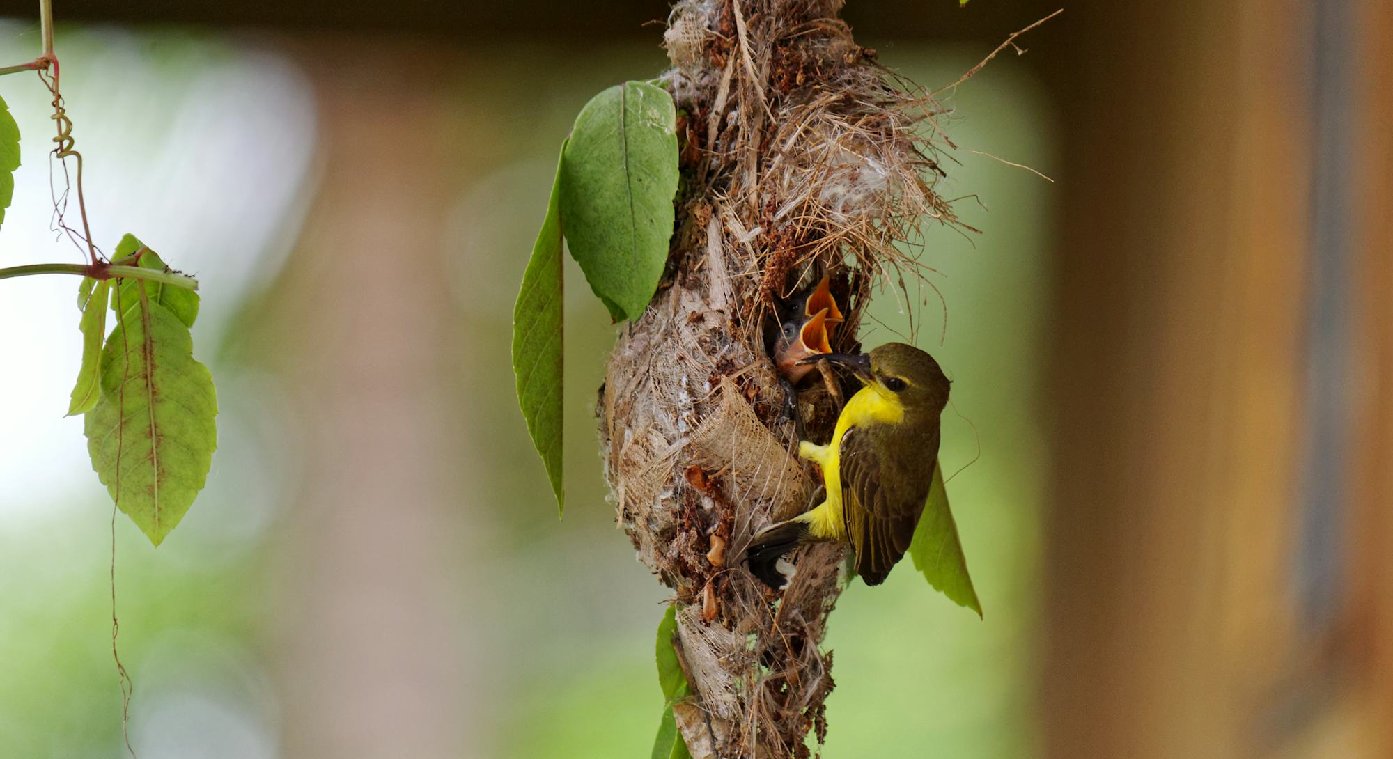 Images reveal 5 scientifically amazing bird nests Images reveal 5 scientifically amazing bird nests