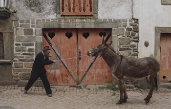 Man pulling a stubborn donkey.