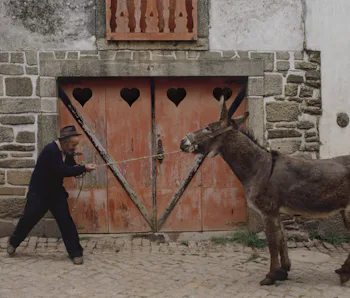 Man pulling a stubborn donkey.