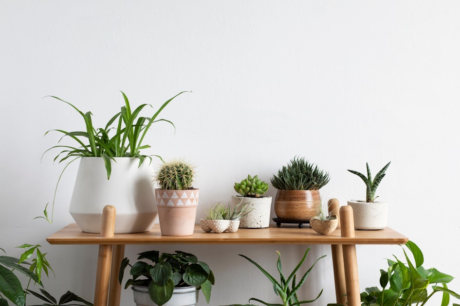 The Most Popular Houseplants In America Could Be The Greenery Your Home ...