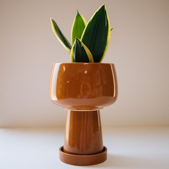 Kaya 3-Piece Ceramic Planter by Justina Blakeney