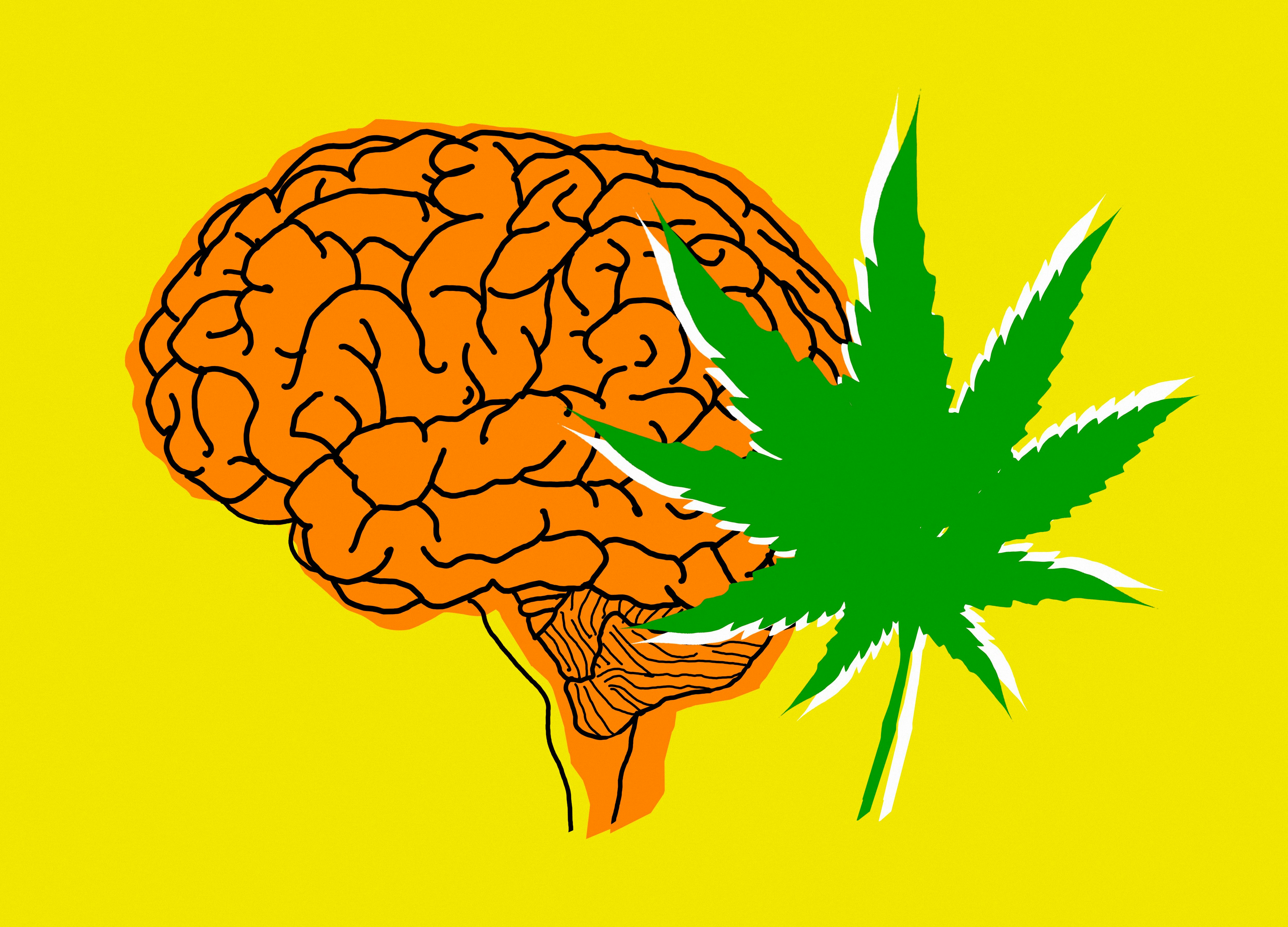 How Marijuana Really Affects The Brain