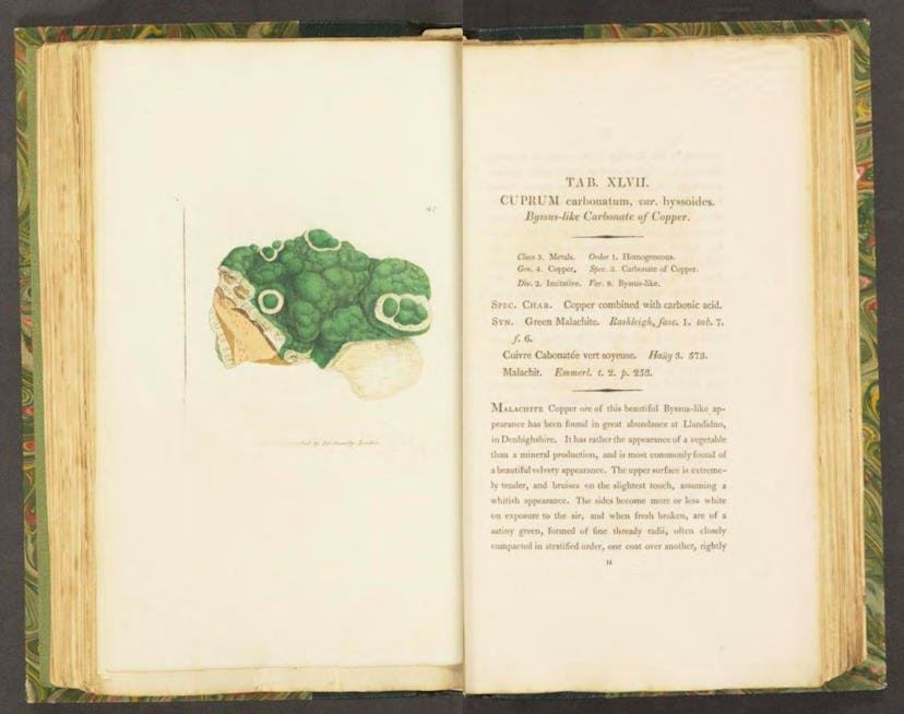 James Sowerby's original text.