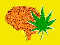 Human brain and cannabis leaf. 