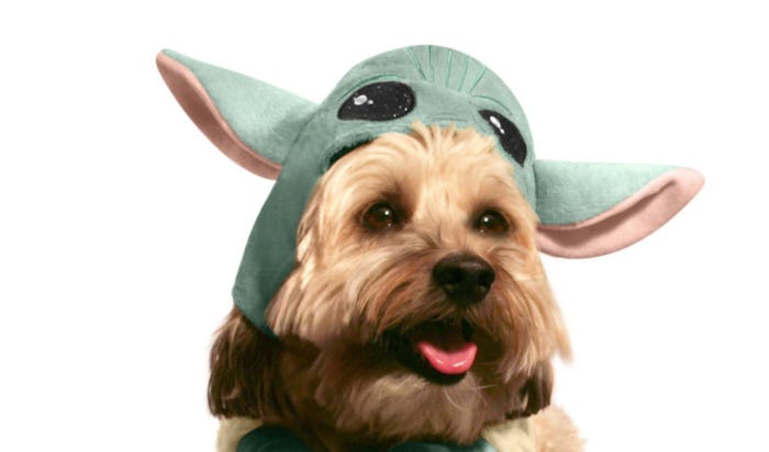 Dog in Baby Yoda Pet Halloween Costume From Petsmart
